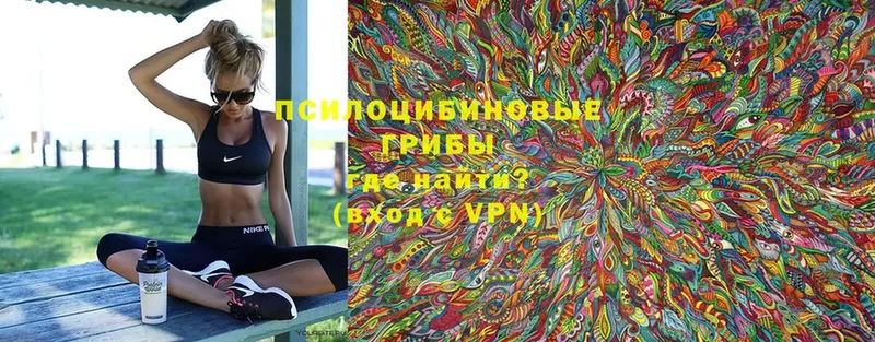 наркошоп  Ярославль  Псилоцибиновые грибы Psilocybe 